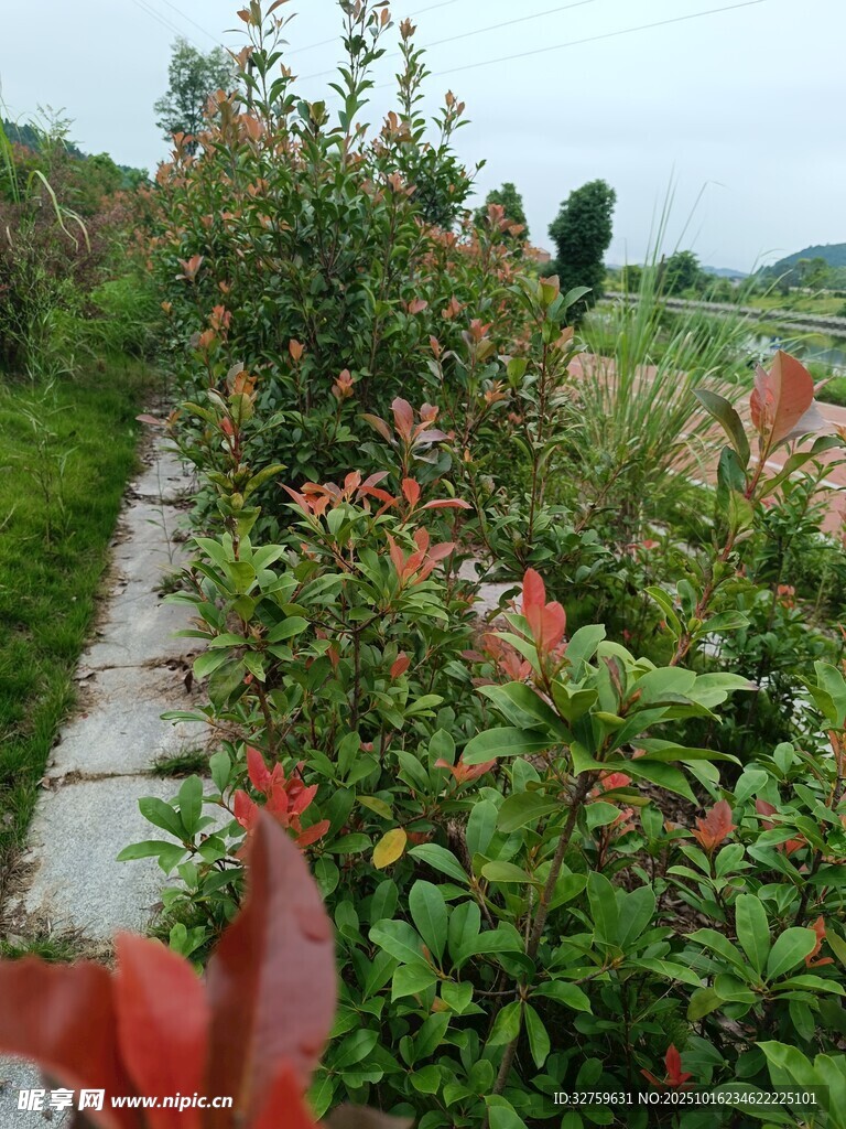 田园花卉小径景观