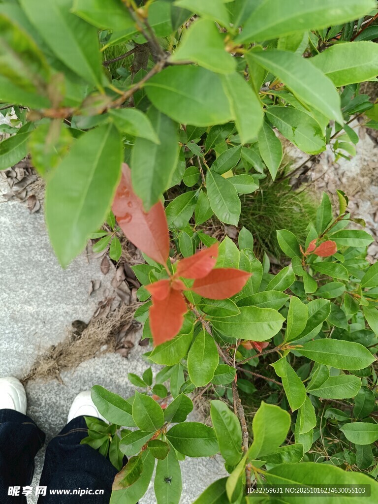 绿叶丛中绽放的红色小花
