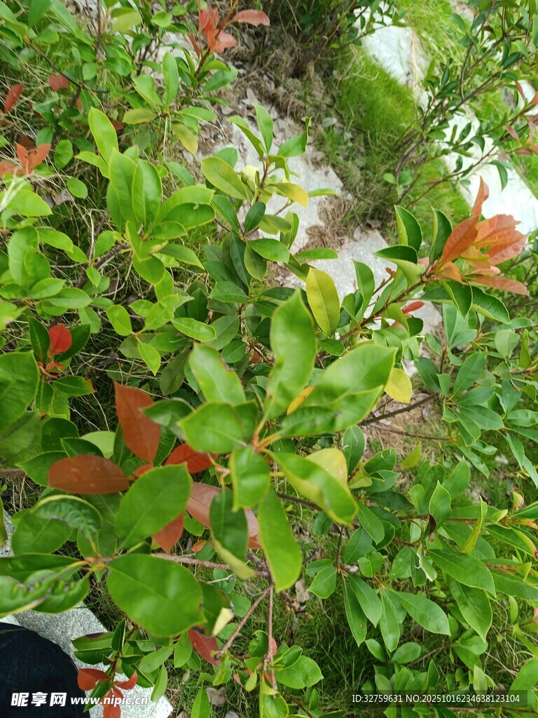 绿叶间的多彩植物景观