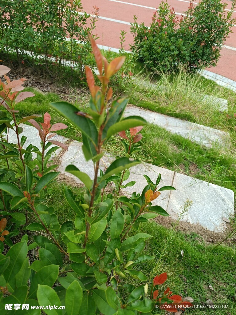 庭院绿植生机盎然