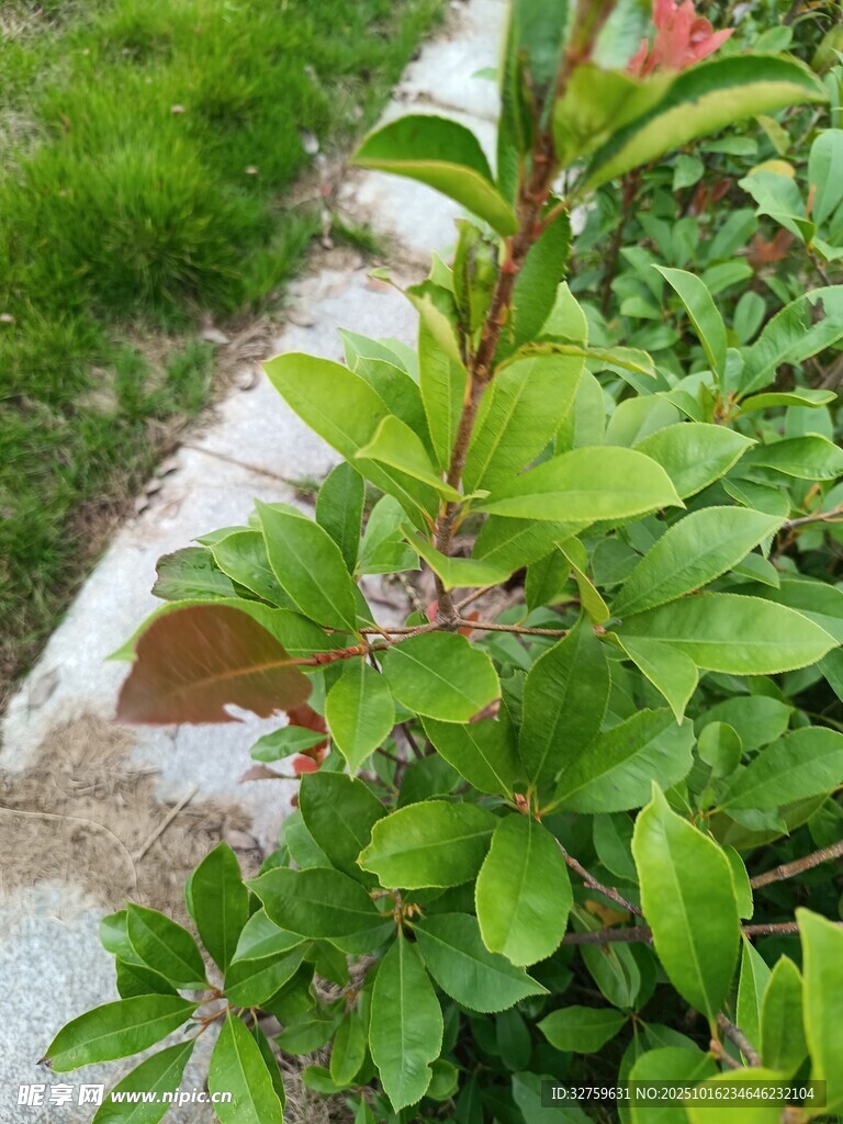 绿叶植物特写