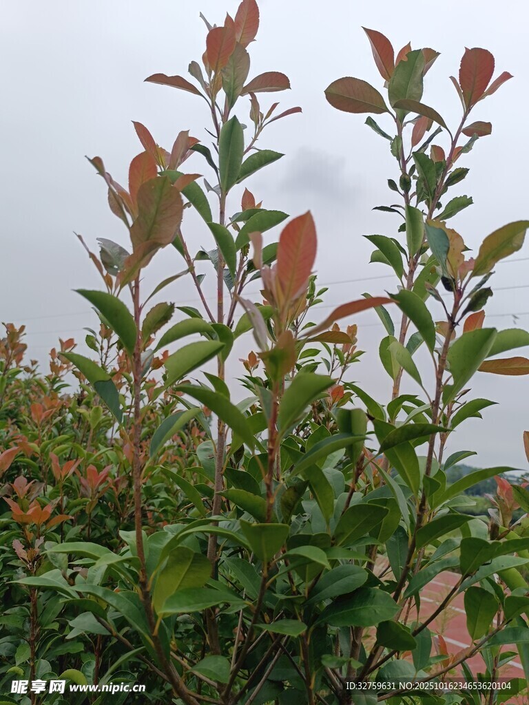 绿叶红梢的繁茂植物