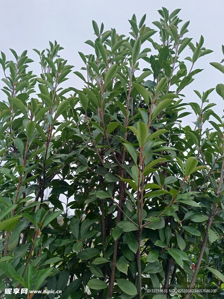 绿叶繁茂的植物景观
