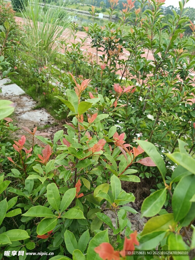 山间多彩花卉绿植景观