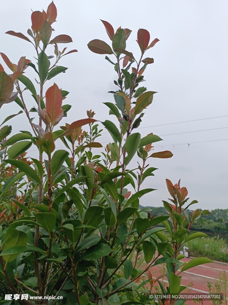 绿叶红边的繁茂植物
