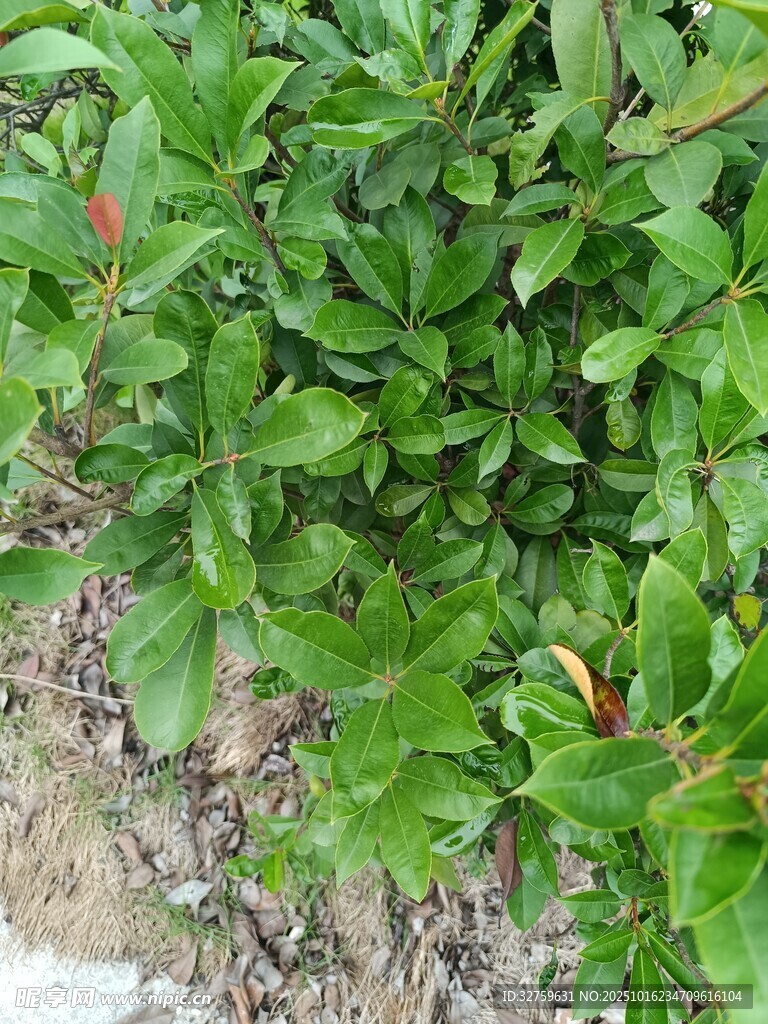绿叶繁茂的植物景观
