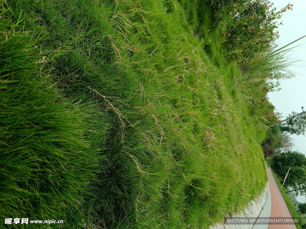路边翠绿茂盛的草地