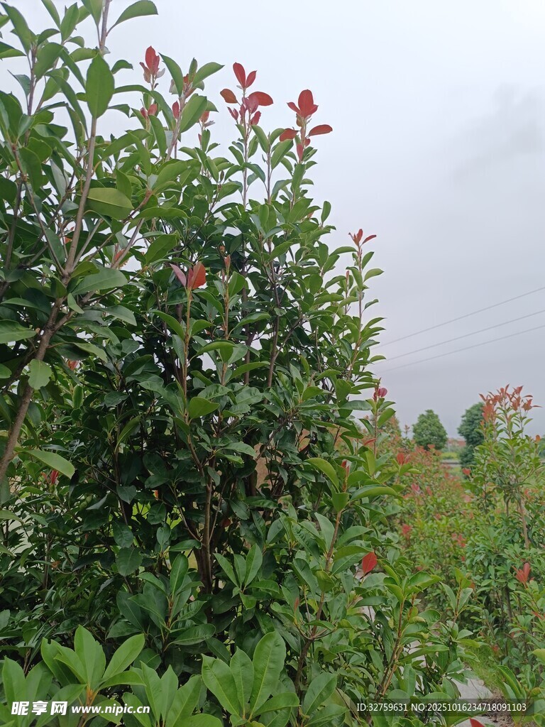 雾中绽放的鲜艳花丛