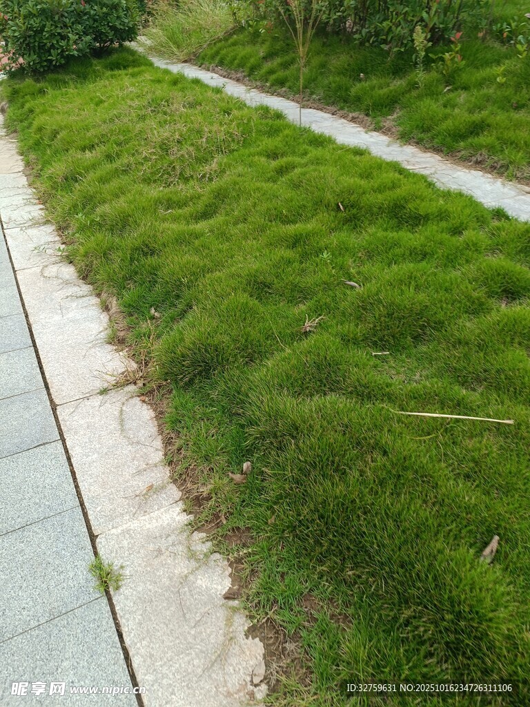 路边翠绿茂盛的草地景观