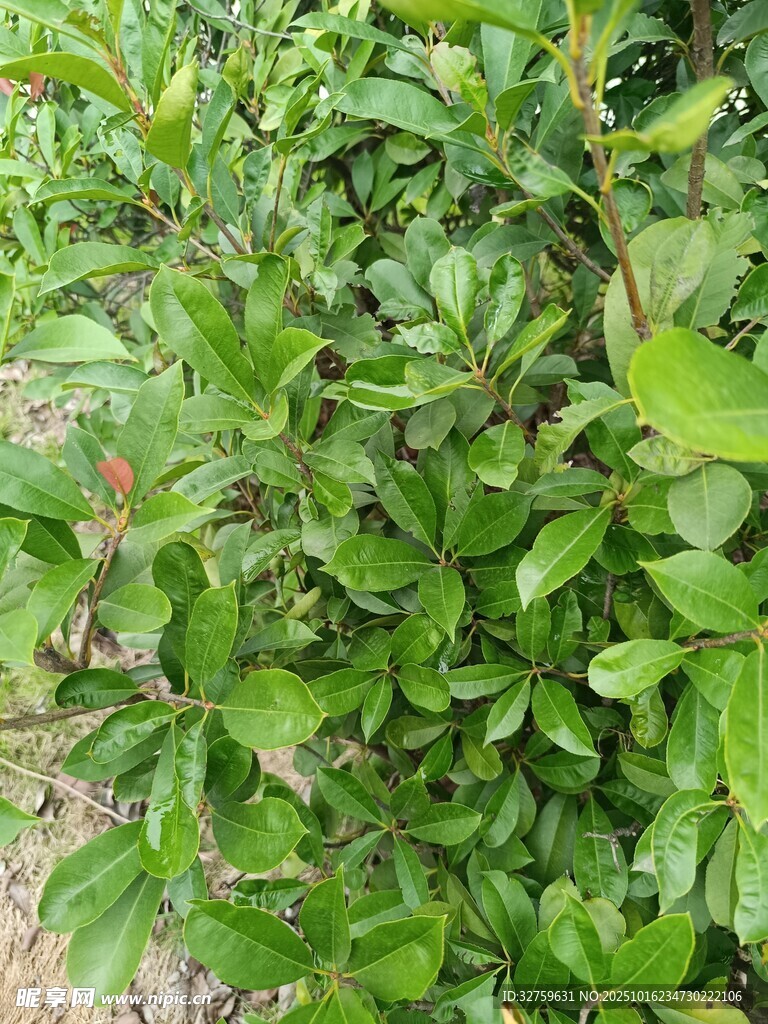 绿叶繁茂的灌木丛