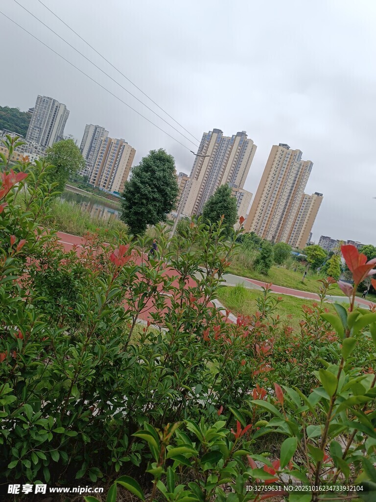城市边的花草与高楼景观