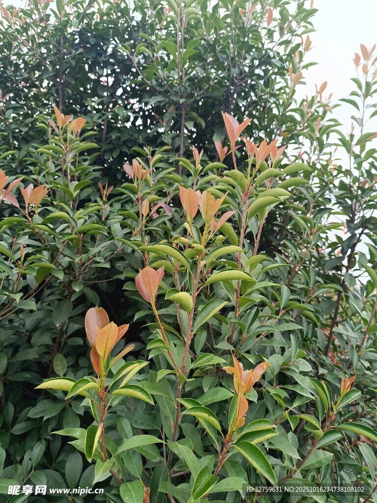 绿叶间的橙红色花卉