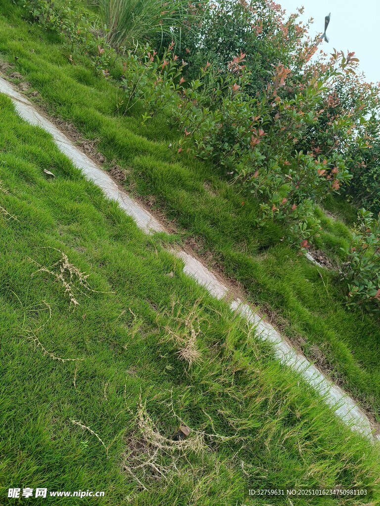 田园小径旁的翠绿草地