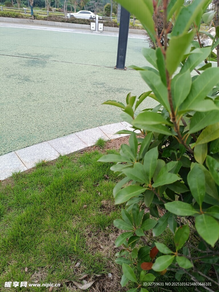 户外绿植与开阔场地景色