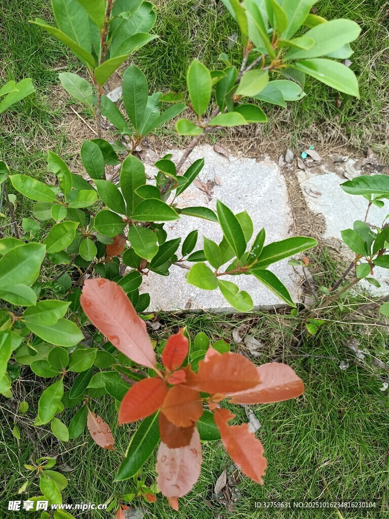 草丛中的艳丽红色花朵