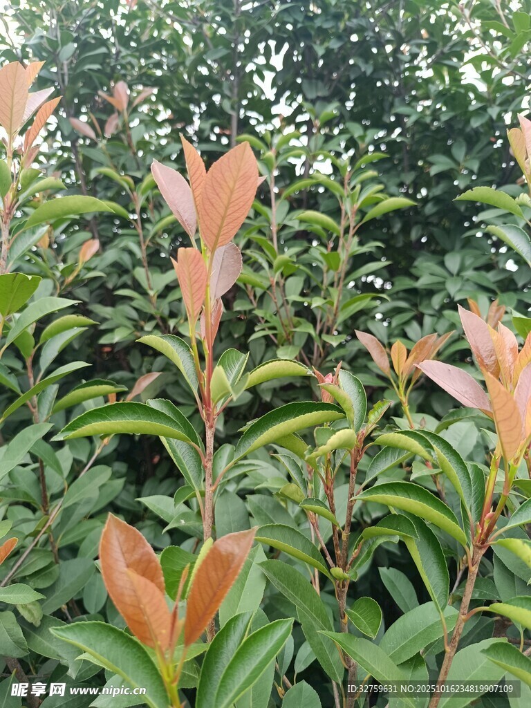 红叶灌木植物景观