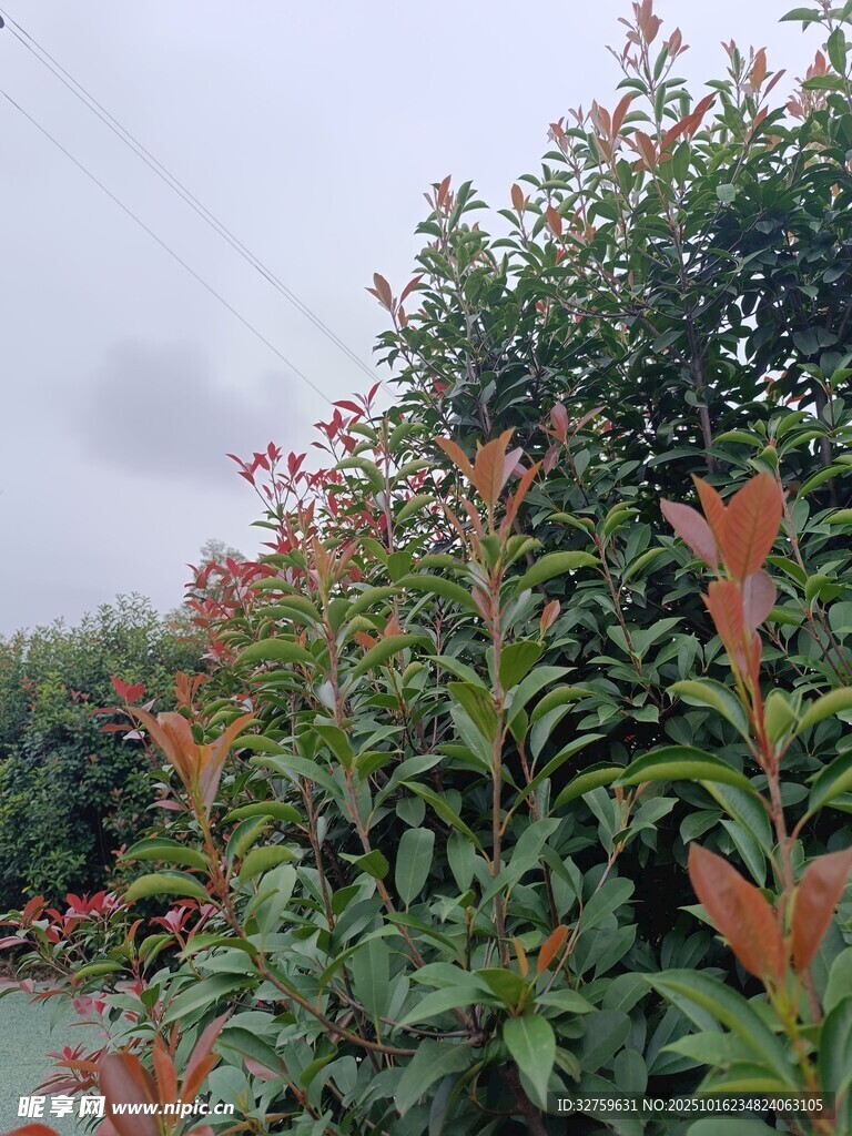 绿叶红边的繁茂植物