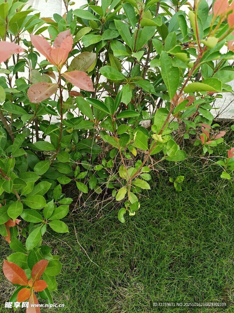 绿叶繁茂的植物景观