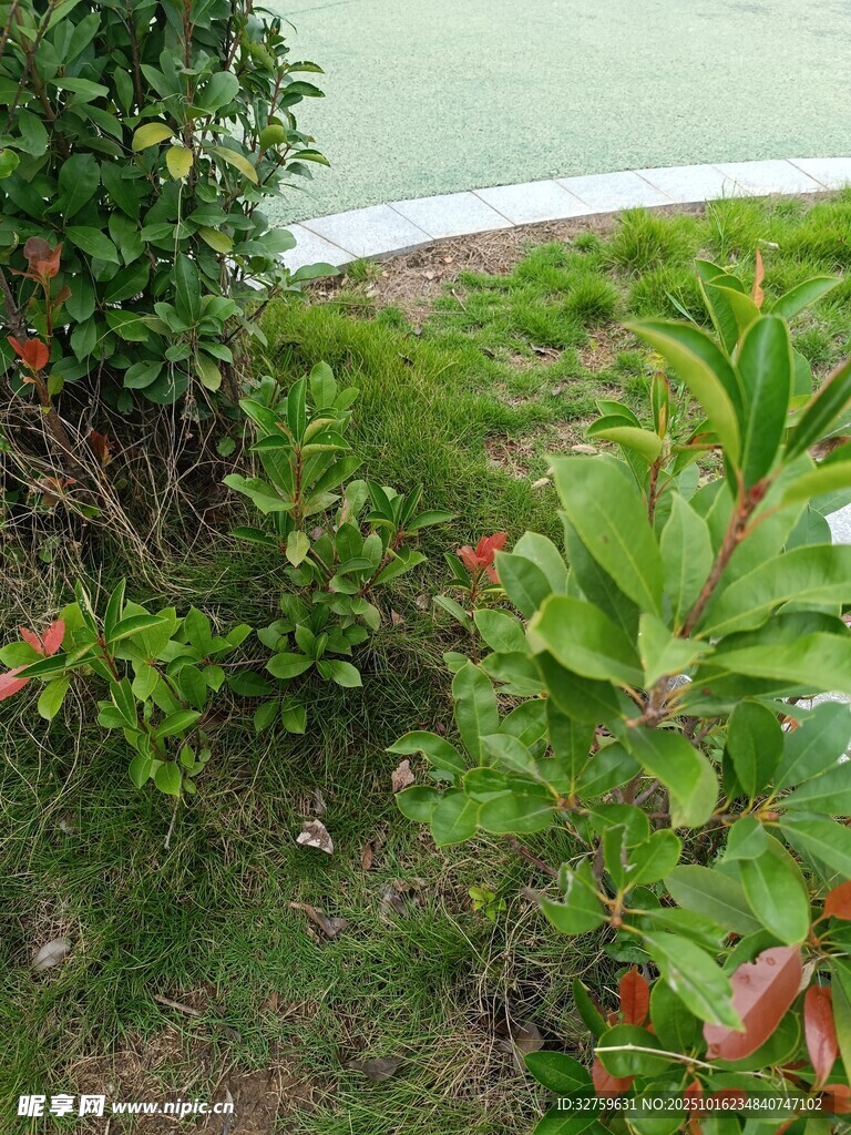 花园绿植景观