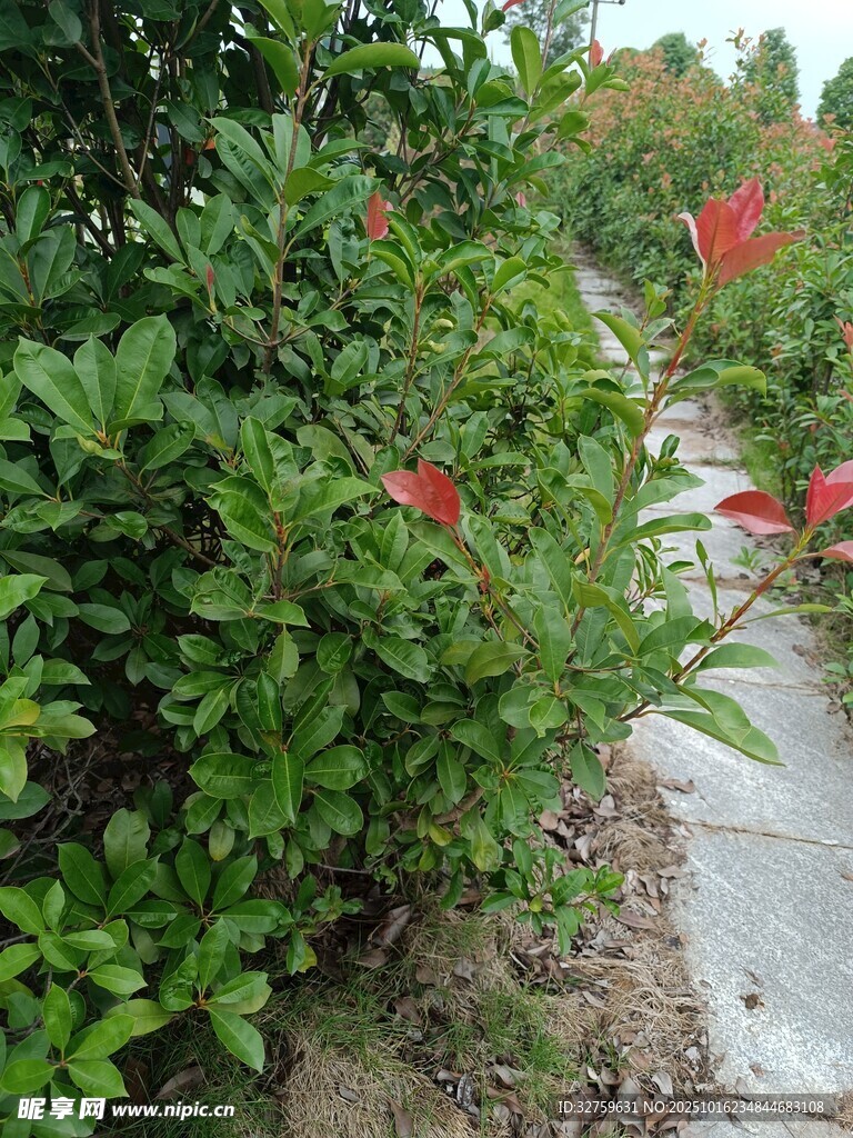 小径旁繁花绿叶的景致