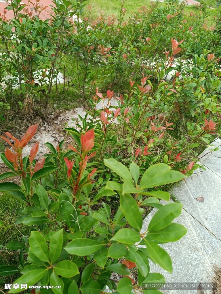庭院中绽放的多彩花卉