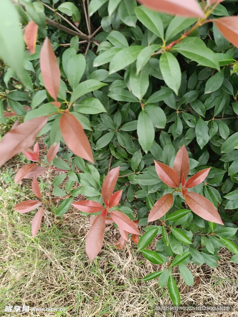 红叶绿叶交织的植物景观