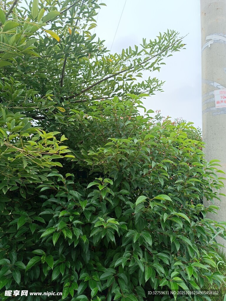 绿叶繁茂的树木景观
