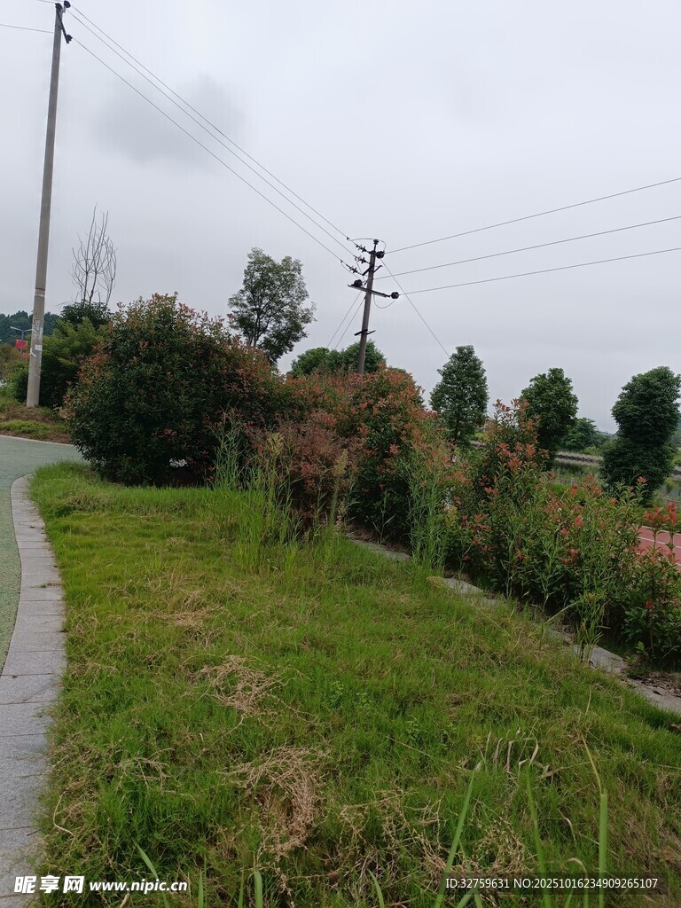乡村小路旁的绿植景观