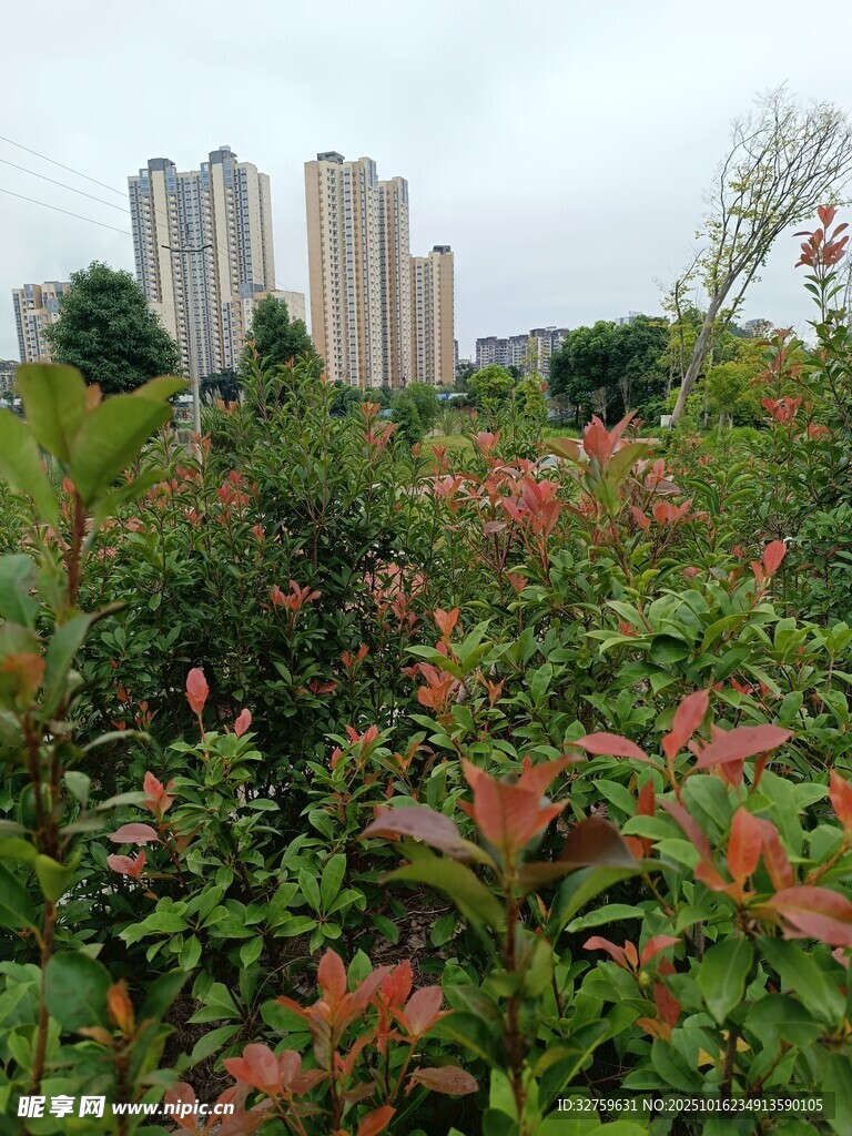 城市边的繁茂绿植景观