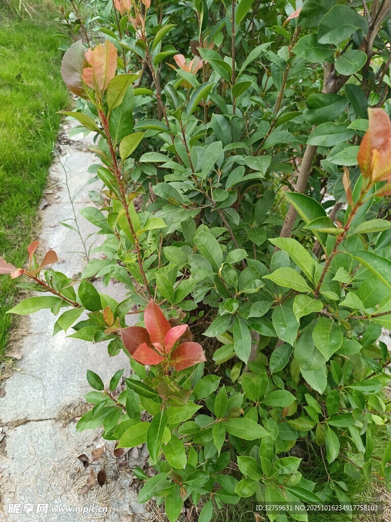 路边绽放的艳丽石榴花