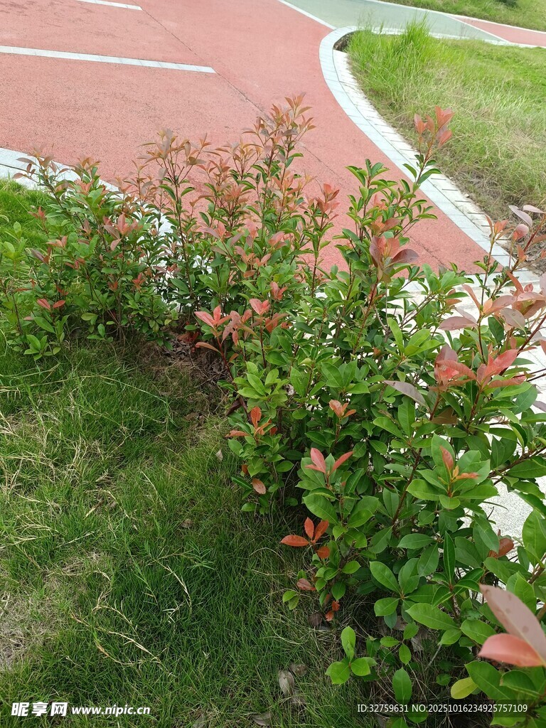 跑道边的绿植花卉景观