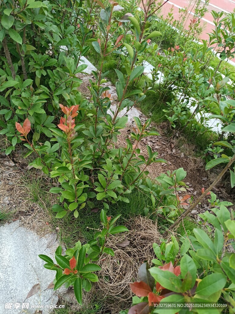 绿叶红花的生机植物景观
