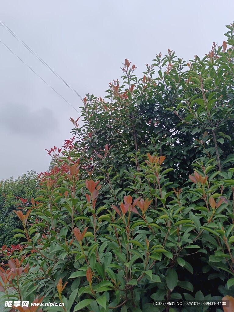 绿叶间的红色花卉景观