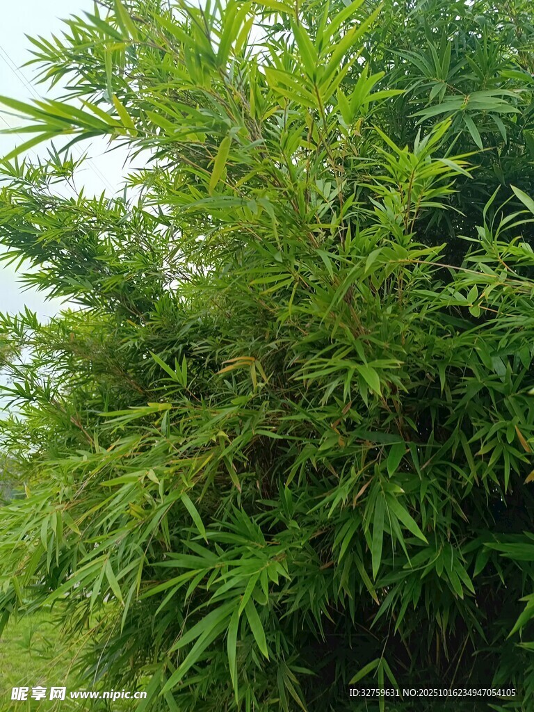 翠绿竹林