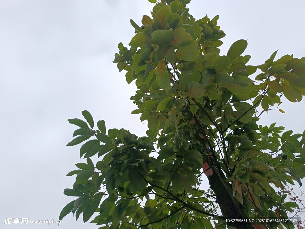 仰视视角下的繁茂绿树