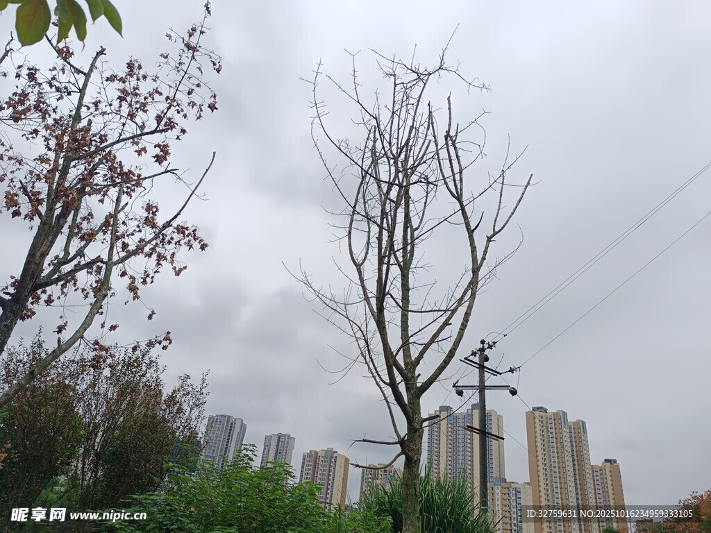 城市中枯树与繁花相映