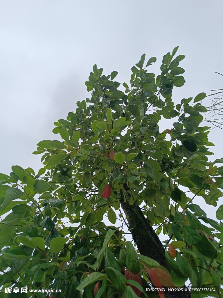 绿叶繁茂的高大树木