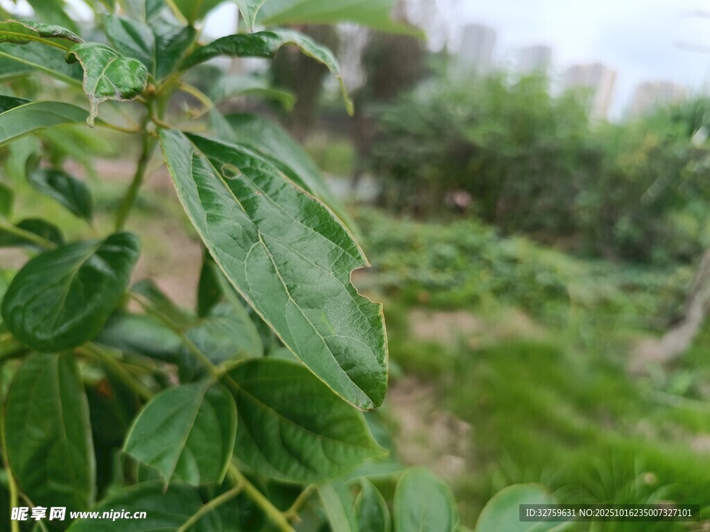 绿叶植物特写