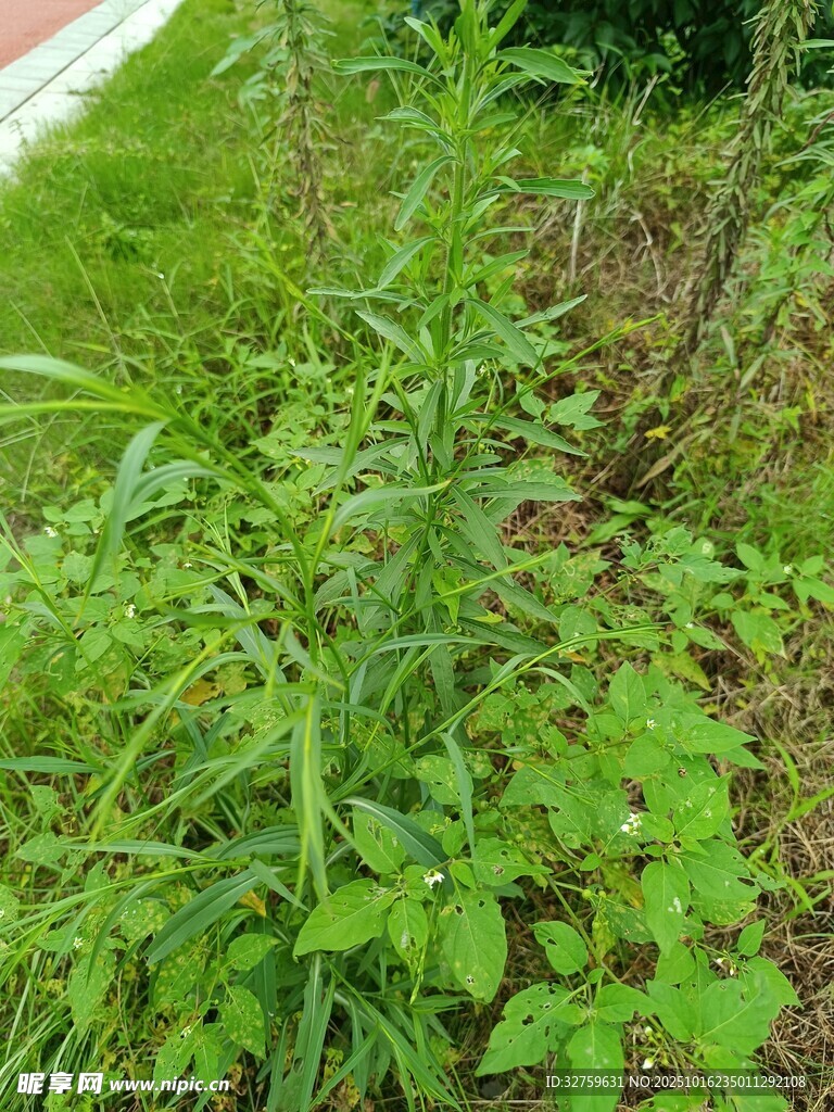 路边繁茂的绿色植物