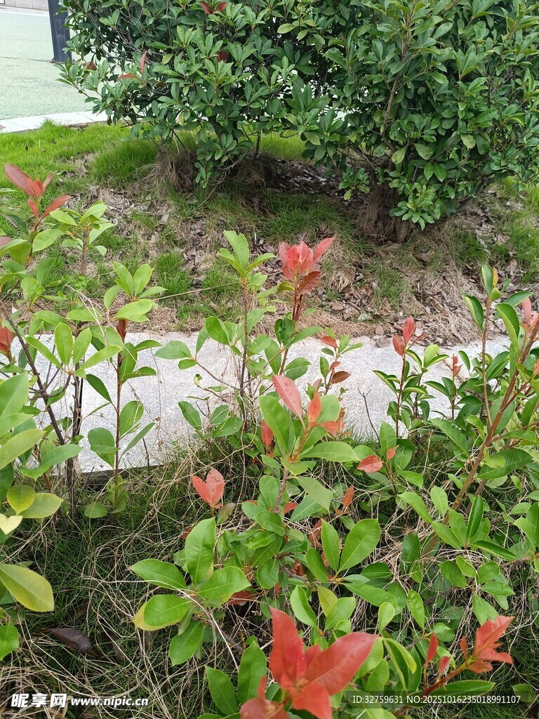 庭院绿植景观