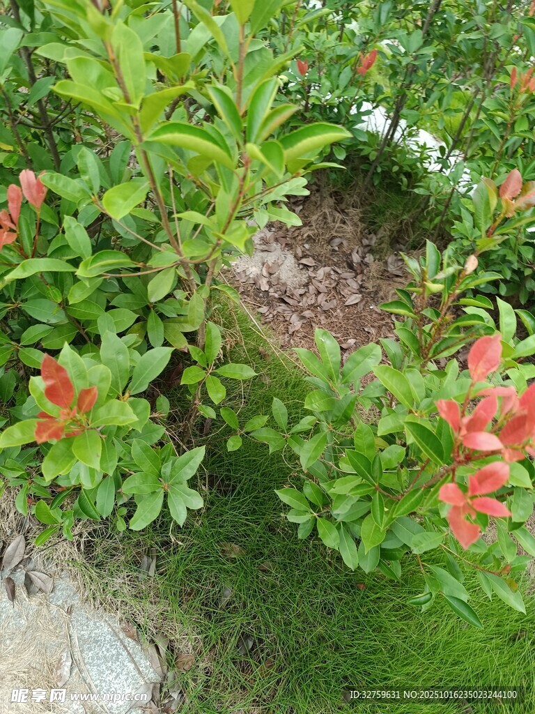 鲜艳花丛中的绿植景观