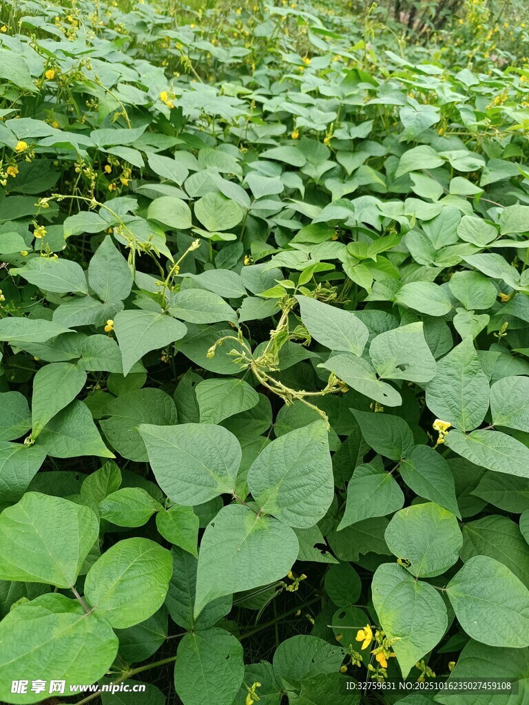 绿叶繁茂的红薯植株
