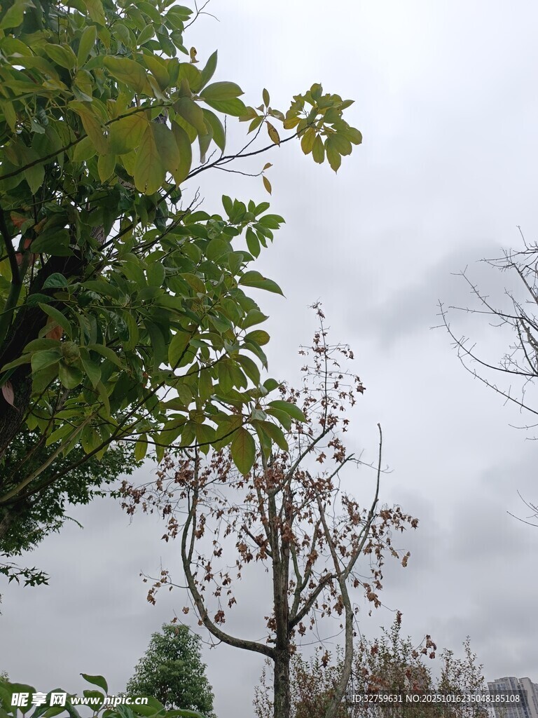阴天中的绿树与枯树