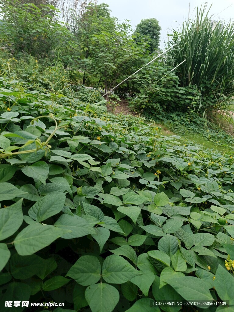 绿叶繁茂的田园景象