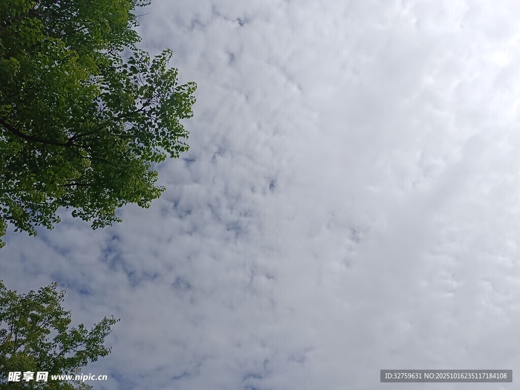 仰视绿树与白云天空