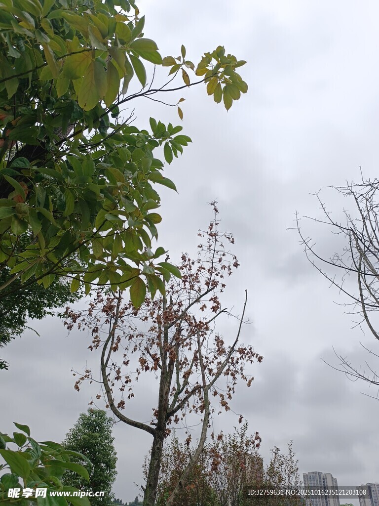 阴天中的树木与城市景观