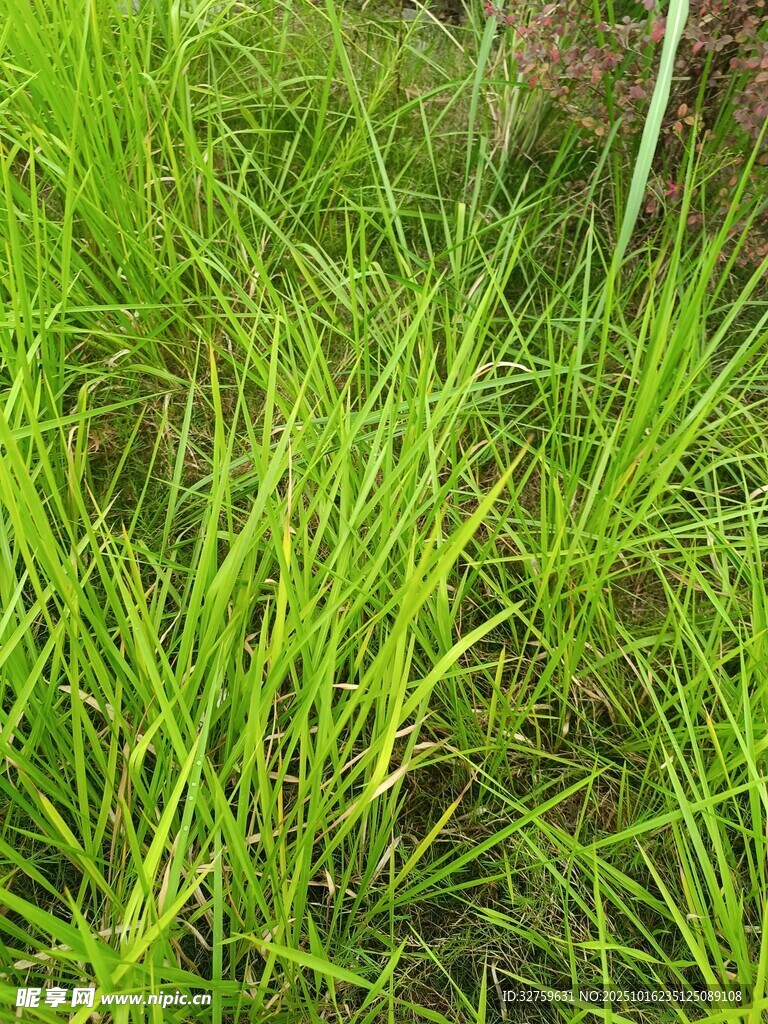 翠绿茂盛的青青草地