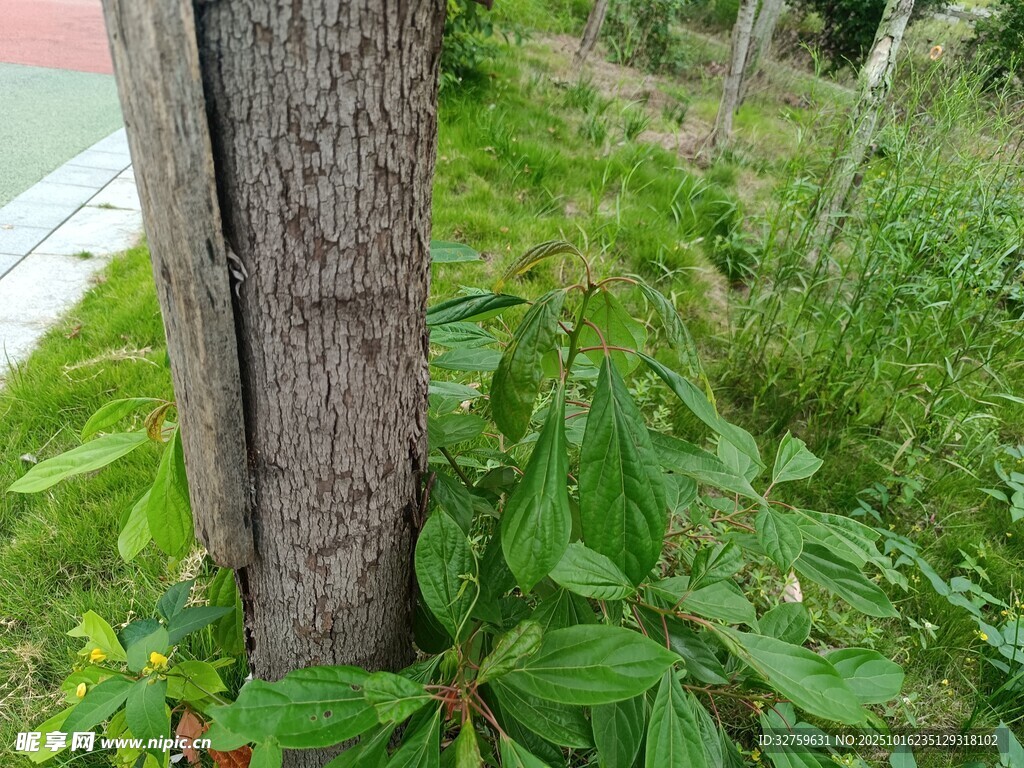 树干旁的繁茂绿植