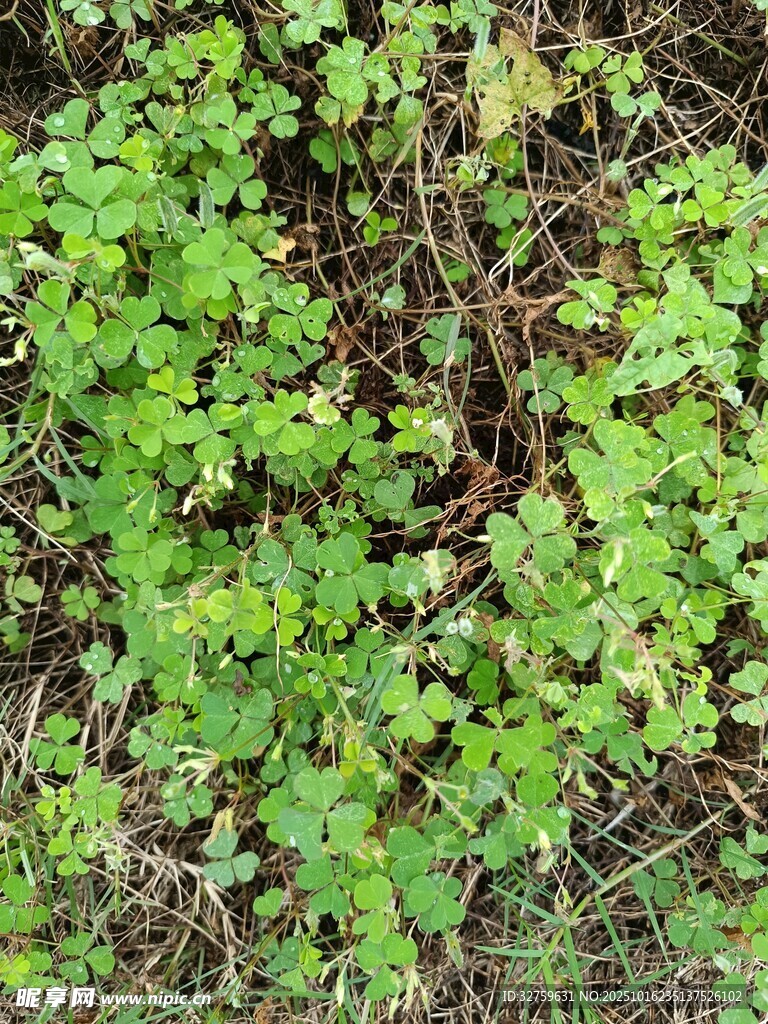 地面上的翠绿植物