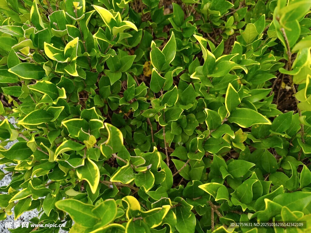 翠绿斑斓的蔓生植物
